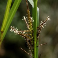 Carex baccans Nees